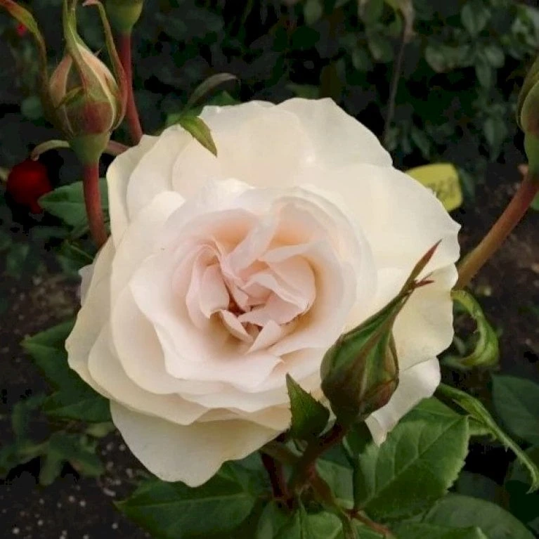 'Fru Nørby'™ Rosa X 'Fru Nørby'™ (Buketrose) A-Kvalitet,- barrods roser min. 3 grene 'Fru Nørby'™ Rosa X 'Fru Nørby'™ (Buketrose) A-Kvalitet,- Barrods Roser Min. 3 Grene -Plantetorvet p19465 51501 rosa x fru noerby buketrose 2d4d