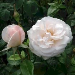 'Fru Nørby'™ Rosa X 'Fru Nørby'™ (Buketrose) A-Kvalitet,- Barrods Roser Min. 3 Grene 9 'Fru Nørby'™ Rosa X 'Fru Nørby'™ (Buketrose) A-Kvalitet,- Barrods Roser Min. 3 Grene -Plantetorvet p19465 51502 rosa x fru noerby buketrose 7653