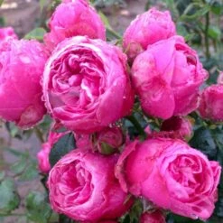 'Lise Nørgaard'™ Rosa X 'Lise Nørgaard'™ (Buketrose) A-Kvalitet,- Barrods Roser Min. 3 Grene 4 'Lise Nørgaard'™ Rosa X 'Lise Nørgaard'™ (Buketrose) A-Kvalitet,- Barrods Roser Min. 3 Grene -Plantetorvet p19466 51605 rosa x lise noergaard buketrose d7e8