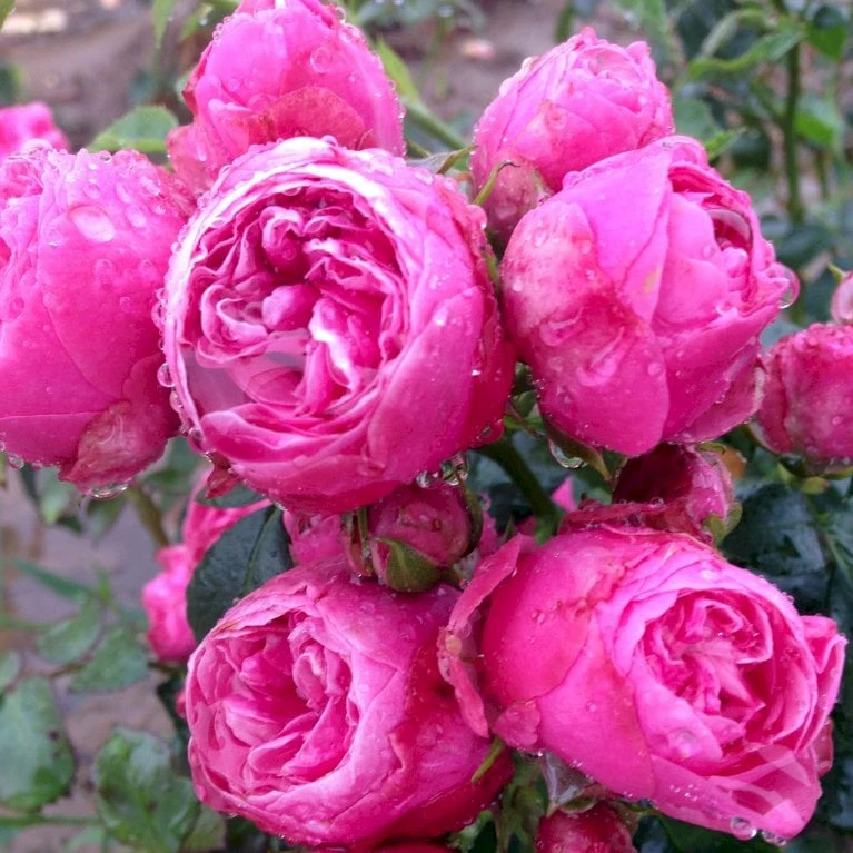 'Lise Nørgaard'™ Rosa X 'Lise Nørgaard'™ (Buketrose) A-Kvalitet,- barrods roser min. 3 grene 'Lise Nørgaard'™ Rosa X 'Lise Nørgaard'™ (Buketrose) A-Kvalitet,- Barrods Roser Min. 3 Grene -Plantetorvet p19466 51605 rosa x lise noergaard buketrose d7e8