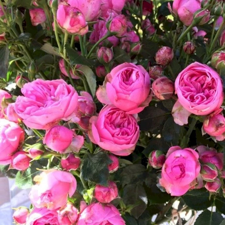 'Lise Nørgaard'™ Rosa X 'Lise Nørgaard'™ (Buketrose) A-Kvalitet,- barrods roser min. 3 grene 'Lise Nørgaard'™ Rosa X 'Lise Nørgaard'™ (Buketrose) A-Kvalitet,- Barrods Roser Min. 3 Grene -Plantetorvet p19466 51608 rosa x lise noergaard buketrose 83d3