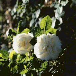 'Maxima' (syn. White Rose Of York) Rosa Alba 'Maxima' (Albarose) A-Kvalitet,- Barrods Roser Min. 3 Grene
