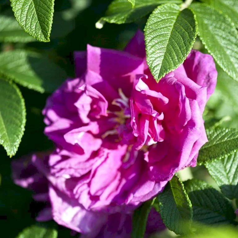 Rynket Rose 'Roseraie De L'Hay' Rosa Rugosa 'Roseraie De L'Hay' A-Kvalitet,- barrods roser min. 3 grene Rynket Rose 'Roseraie De L'Hay' Rosa Rugosa 'Roseraie De L'Hay' A-Kvalitet,- Barrods Roser Min. 3 Grene -Plantetorvet p19489 52881 rosa rugosa roseraie de l hay 233f