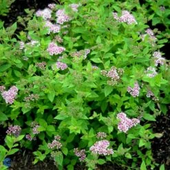 Spiræa 'Little Princess' Spiraea Jap. 'Little Princess' Potte 2,0 Liter,- 25-30 Cm. -Plantetorvet p1961 47515 spiraea jap little princess 54f7