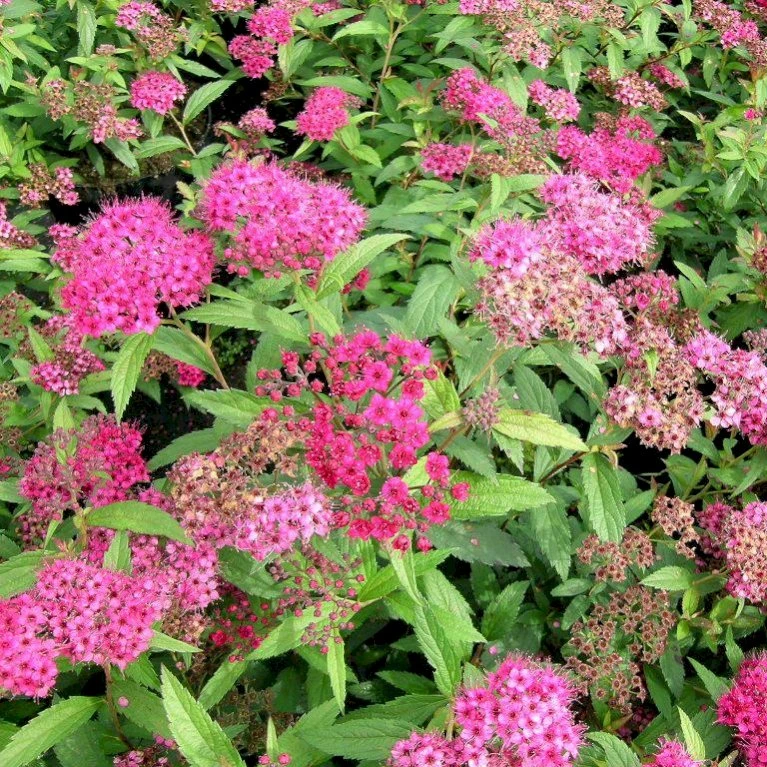 Spiræa 'Anthony Waterer' Spiraea X Bumalda 'Anthony Waterer' Potte 3,0 liter,- 30-40 cm. Spiræa 'Anthony Waterer' Spiraea X Bumalda 'Anthony Waterer' Potte 3,0 Liter,- 30-40 Cm. -Plantetorvet p1968 47511 spiraea x bumalda anthony waterer c876