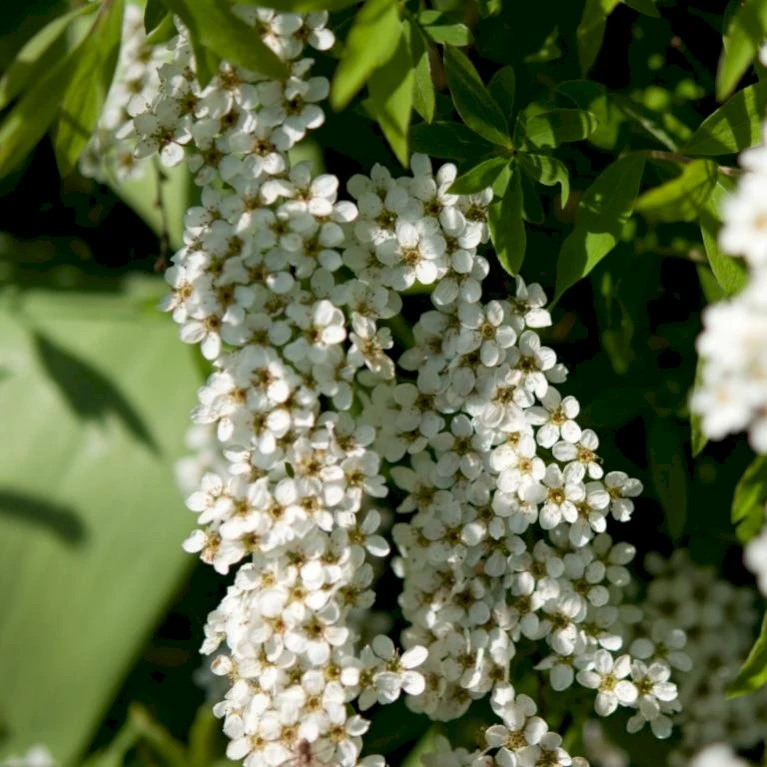 Snedrivebusk 'Grefsheim' Spiraea X Cinerea 'Grefsheim' Potte 2,0 liter,- 40-60 cm. Snedrivebusk 'Grefsheim' Spiraea X Cinerea 'Grefsheim' Potte 2,0 Liter,- 40-60 Cm. -Plantetorvet p1970 47512 spiraea x cinerea grefsheim 9d93