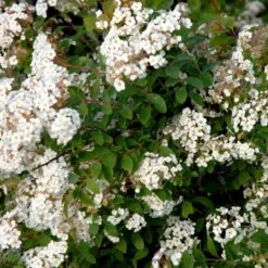 Buketspiræa Spiraea X Vanhouttei Plug + 2 års, 50-80 Cm. -Plantetorvet p1971 54114 spiraea x vanhouttei 1c4f