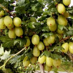 Stikkelsbær 'Invicta' Ribes Uva-crispa 'Invicta' 3,5 Liter Potte