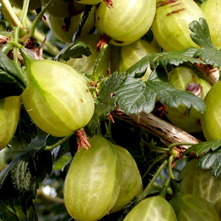 Stikkelsbær 'Invicta' Ribes Uva-crispa 'Invicta' 3,5 liter potte Stikkelsbær 'Invicta' Ribes Uva-crispa 'Invicta' 3,5 Liter Potte -Plantetorvet p1984 48807 ribes uva crispa invicta 2570