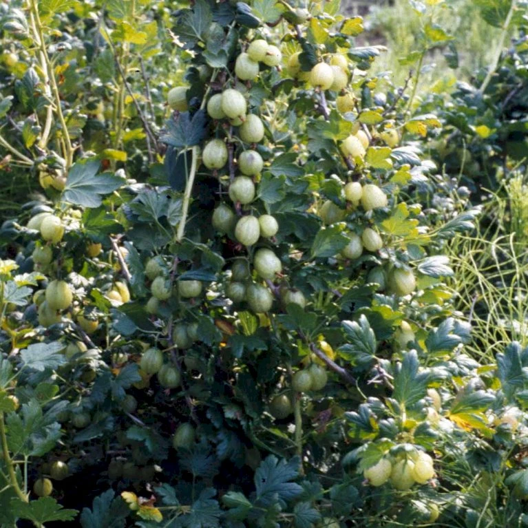 Stikkelsbær 'Invicta' Ribes Uva-crispa 'Invicta' 3,5 liter potte Stikkelsbær 'Invicta' Ribes Uva-crispa 'Invicta' 3,5 Liter Potte -Plantetorvet p1984 48808 ribes uva crispa invicta 07b0