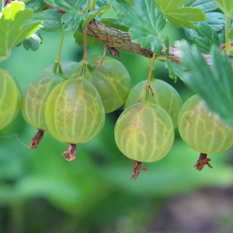Stikkelsbær 'Invicta' Ribes Uva-crispa 'Invicta' 3,5 liter potte Stikkelsbær 'Invicta' Ribes Uva-crispa 'Invicta' 3,5 Liter Potte -Plantetorvet p1984 50642 ribes uva crispa invicta c7fe