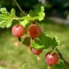 Stikkelsbær 'Rød Hinnomaki' Ribes Uva-crispa 'Rød Hinnomaki' 3,5 Liter Potte 1 Stikkelsbær 'Rød Hinnomaki' Ribes Uva-crispa 'Rød Hinnomaki' 3,5 Liter Potte -Plantetorvet p1985 50641 ribes uva crispa roed hinnomaki daa3