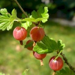 Stikkelsbær 'Rød Hinnomaki' Ribes Uva-crispa 'Rød Hinnomaki' 3,5 Liter Potte