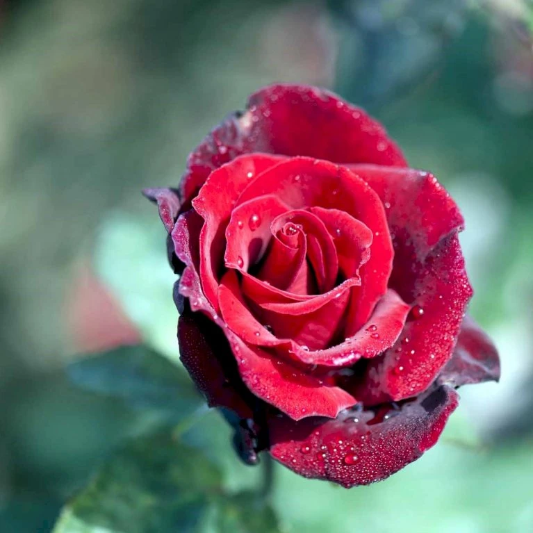 'Barkarole'® Rosa X 'Barkarole'® (Storblomstrende) A-Kvalitet,- barrods roser min. 3 grene 'Barkarole'® Rosa X 'Barkarole'® (Storblomstrende) A-Kvalitet,- Barrods Roser Min. 3 Grene -Plantetorvet p2026 51208 rosa x barkarole storblomstrende 1821