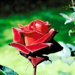 'Barkarole'® Rosa X 'Barkarole'® (Storblomstrende) A-Kvalitet,- Barrods Roser Min. 3 Grene 4 'Barkarole'® Rosa X 'Barkarole'® (Storblomstrende) A-Kvalitet,- Barrods Roser Min. 3 Grene -Plantetorvet p2026 51209 rosa x barkarole storblomstrende 9c30