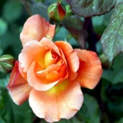 'Bellevue' Rosa X 'Bellevue' (Storblomstrende) A-Kvalitet,- Barrods Roser Min. 3 Grene -Plantetorvet p2027 51213 rosa x bellevue storblomstrende 1b9d