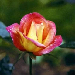 'Bellevue' Rosa X 'Bellevue' (Storblomstrende) A-Kvalitet,- Barrods Roser Min. 3 Grene -Plantetorvet p2027 51214 rosa x bellevue storblomstrende 4f2e