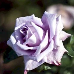 'Blue Moon'® Rosa X 'Blue Moon'® (Storblomstrende) A-Kvalitet,- Barrods Roser Min. 3 Grene