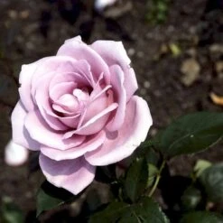 'Blue Moon'® Rosa X 'Blue Moon'® (Storblomstrende) A-Kvalitet,- Barrods Roser Min. 3 Grene 4 'Blue Moon'® Rosa X 'Blue Moon'® (Storblomstrende) A-Kvalitet,- Barrods Roser Min. 3 Grene -Plantetorvet p2028 51221 rosa x blue moon storblomstrende d163