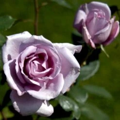 'Blue Moon'® Rosa X 'Blue Moon'® (Storblomstrende) A-Kvalitet,- Barrods Roser Min. 3 Grene 5 'Blue Moon'® Rosa X 'Blue Moon'® (Storblomstrende) A-Kvalitet,- Barrods Roser Min. 3 Grene -Plantetorvet p2028 51222 rosa x blue moon storblomstrende 5a8a