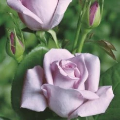'Blue Moon'® Rosa X 'Blue Moon'® (Storblomstrende) A-Kvalitet,- Barrods Roser Min. 3 Grene 6 'Blue Moon'® Rosa X 'Blue Moon'® (Storblomstrende) A-Kvalitet,- Barrods Roser Min. 3 Grene -Plantetorvet p2028 53982 rosa x blue moon storblomstrende 3d99