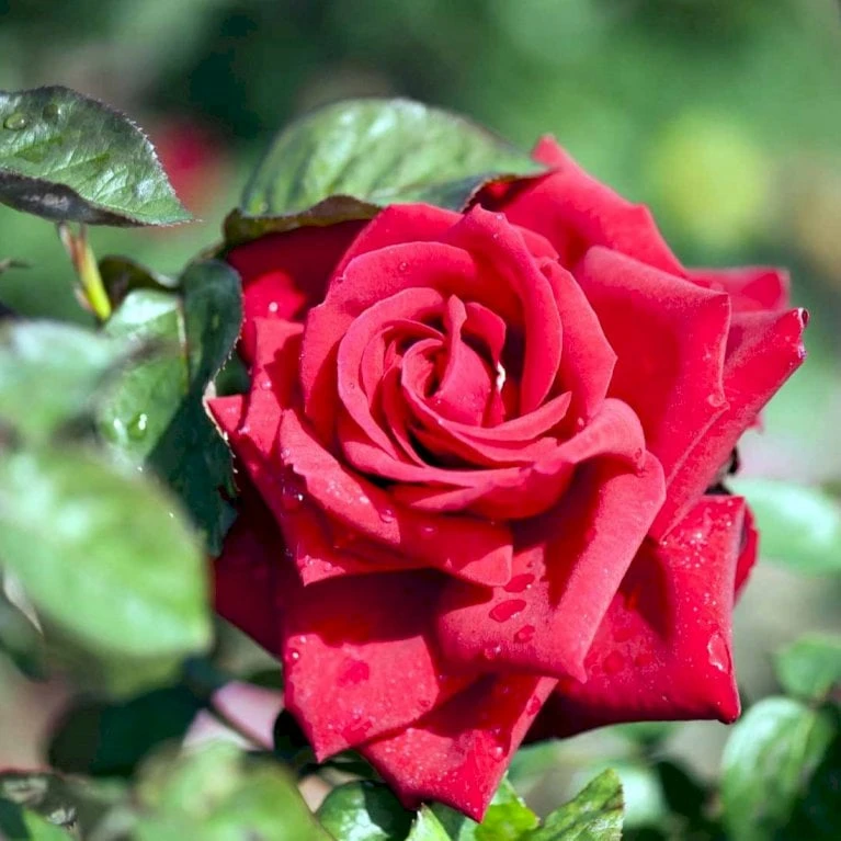 'Burgund 81'® Rosa X 'Burgund 81'® (Storblomstrende) A-Kvalitet,- barrods roser min. 3 grene 'Burgund 81'® Rosa X 'Burgund 81'® (Storblomstrende) A-Kvalitet,- Barrods Roser Min. 3 Grene -Plantetorvet p2029 51223 rosa x burgund 81 storblomstrende ad7e