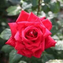 'Burgund 81'® Rosa X 'Burgund 81'® (Storblomstrende) A-Kvalitet,- Barrods Roser Min. 3 Grene 4 'Burgund 81'® Rosa X 'Burgund 81'® (Storblomstrende) A-Kvalitet,- Barrods Roser Min. 3 Grene -Plantetorvet p2029 53552 rosa x burgund 81 storblomstrende 0093