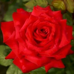 'Burgund 81'® Rosa X 'Burgund 81'® (Storblomstrende) A-Kvalitet,- Barrods Roser Min. 3 Grene 5 'Burgund 81'® Rosa X 'Burgund 81'® (Storblomstrende) A-Kvalitet,- Barrods Roser Min. 3 Grene -Plantetorvet p2029 53553 rosa x burgund 81 storblomstrende dfd0