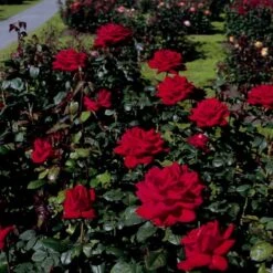 'Burgund 81'® Rosa X 'Burgund 81'® (Storblomstrende) A-Kvalitet,- Barrods Roser Min. 3 Grene 6 'Burgund 81'® Rosa X 'Burgund 81'® (Storblomstrende) A-Kvalitet,- Barrods Roser Min. 3 Grene -Plantetorvet p2029 53554 rosa x burgund 81 storblomstrende bfe9