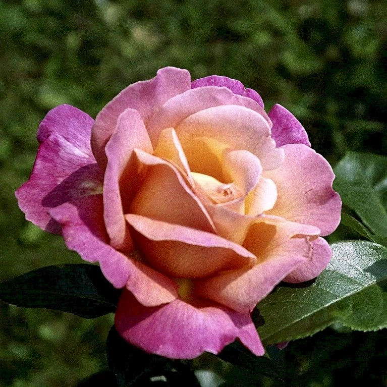 'Chicago Peace' Rosa X 'Chicago Peace' (Storblomstrende) A-Kvalitet,- barrods roser min. 3 grene 'Chicago Peace' Rosa X 'Chicago Peace' (Storblomstrende) A-Kvalitet,- Barrods Roser Min. 3 Grene -Plantetorvet p2032 51229 rosa x chicago peace storblomstrende d539