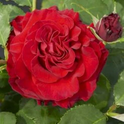 'Courage'™ Rosa X 'Courage'™ (Storblomstrende) A-Kvalitet,- Barrods Roser Min. 3 Grene 4 'Courage'™ Rosa X 'Courage'™ (Storblomstrende) A-Kvalitet,- Barrods Roser Min. 3 Grene -Plantetorvet p2033 51241 rosa x courage storblomstrende 0b1f