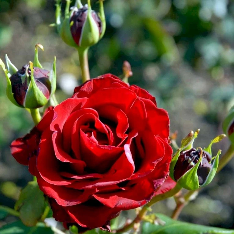 'Courage'™ Rosa X 'Courage'™ (Storblomstrende) A-Kvalitet,- barrods roser min. 3 grene 'Courage'™ Rosa X 'Courage'™ (Storblomstrende) A-Kvalitet,- Barrods Roser Min. 3 Grene -Plantetorvet p2033 51243 rosa x courage storblomstrende 3d7a