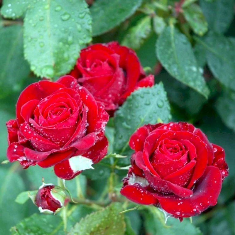 'Courage'™ Rosa X 'Courage'™ (Storblomstrende) A-Kvalitet,- barrods roser min. 3 grene 'Courage'™ Rosa X 'Courage'™ (Storblomstrende) A-Kvalitet,- Barrods Roser Min. 3 Grene -Plantetorvet p2033 51244 rosa x courage storblomstrende 05a8