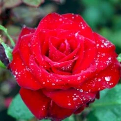 'Courage'™ Rosa X 'Courage'™ (Storblomstrende) A-Kvalitet,- Barrods Roser Min. 3 Grene 8 'Courage'™ Rosa X 'Courage'™ (Storblomstrende) A-Kvalitet,- Barrods Roser Min. 3 Grene -Plantetorvet p2033 51245 rosa x courage storblomstrende 3706