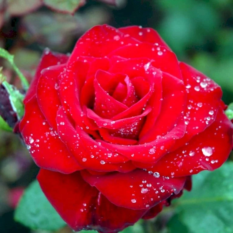 'Courage'™ Rosa X 'Courage'™ (Storblomstrende) A-Kvalitet,- barrods roser min. 3 grene 'Courage'™ Rosa X 'Courage'™ (Storblomstrende) A-Kvalitet,- Barrods Roser Min. 3 Grene -Plantetorvet p2033 51245 rosa x courage storblomstrende 3706