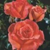 'Dronning Ingrid'™ Rosa X 'Dronning Ingrid'™ (storblomstrende) A-Kvalitet,- Barrods Roser Min. 3 Grene -Plantetorvet p2036 51247 rosa x dronning ingrid storblomstrende b555