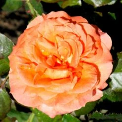 'Dronning Ingrid'™ Rosa X 'Dronning Ingrid'™ (storblomstrende) A-Kvalitet,- Barrods Roser Min. 3 Grene -Plantetorvet p2036 51248 rosa x dronning ingrid storblomstrende edd6