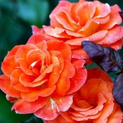 'Dronning Ingrid'™ Rosa X 'Dronning Ingrid'™ (storblomstrende) A-Kvalitet,- Barrods Roser Min. 3 Grene -Plantetorvet p2036 51251 rosa x dronning ingrid storblomstrende f2ac