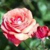 'Duftwolke'® Rosa X 'Duftwolke'® (Storblomstrende) A-Kvalitet,- Barrods Roser Min. 3 Grene 1 'Duftwolke'® Rosa X 'Duftwolke'® (Storblomstrende) A-Kvalitet,- Barrods Roser Min. 3 Grene -Plantetorvet p2038 51253 rosa x duftwolke storblomstrende 2248
