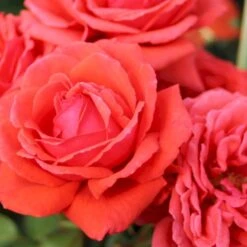 'Duftwolke'® Rosa X 'Duftwolke'® (Storblomstrende) A-Kvalitet,- Barrods Roser Min. 3 Grene -Plantetorvet p2038 53971 rosa x duftwolke storblomstrende 2091