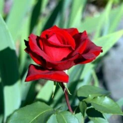 'Erotika'® Rosa X 'Erotika'® (Storblomstrende) A-Kvalitet,- Barrods Roser Min. 3 Grene