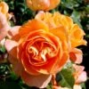 'Flora Danica'™ Rosa X 'Flora Danica'™ (Storblomstrende) A-Kvalitet,- Barrods Roser Min. 3 Grene 2 'Flora Danica'™ Rosa X 'Flora Danica'™ (Storblomstrende) A-Kvalitet,- Barrods Roser Min. 3 Grene -Plantetorvet p2041 51268 rosa x flora danica storblomstrende a17b