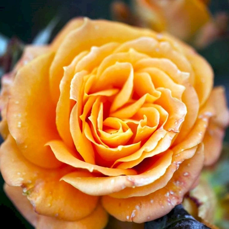 'Flora Danica'™ Rosa X 'Flora Danica'™ (Storblomstrende) A-Kvalitet,- barrods roser min. 3 grene 'Flora Danica'™ Rosa X 'Flora Danica'™ (Storblomstrende) A-Kvalitet,- Barrods Roser Min. 3 Grene -Plantetorvet p2041 51271 rosa x flora danica storblomstrende 3698