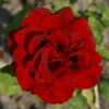 'Gisselfeld' Rosa X 'Gisselfeld' (Storblomstrende) A-Kvalitet,- Barrods Roser Min. 3 Grene 2 'Gisselfeld' Rosa X 'Gisselfeld' (Storblomstrende) A-Kvalitet,- Barrods Roser Min. 3 Grene -Plantetorvet p2044 51282 rosa x gisselfeld storblomstrende 9459