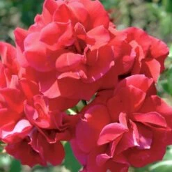 'Hanne' Rosa X 'Hanne' (Storblomstrende) A-Kvalitet,- Barrods Roser Min. 3 Grene