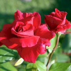 'Hanne' Rosa X 'Hanne' (Storblomstrende) A-Kvalitet,- Barrods Roser Min. 3 Grene -Plantetorvet p2045 51293 rosa x hanne storblomstrende b7d9