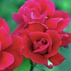 'Hanne' Rosa X 'Hanne' (Storblomstrende) A-Kvalitet,- Barrods Roser Min. 3 Grene -Plantetorvet p2045 51294 rosa x hanne storblomstrende 650d