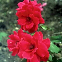 'Hanne' Rosa X 'Hanne' (Storblomstrende) A-Kvalitet,- Barrods Roser Min. 3 Grene -Plantetorvet p2045 51295 rosa x hanne storblomstrende e89e