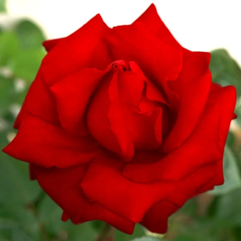 'Ingrid Bergman'® Rosa X 'Ingrid Bergman'® (Storblomstrende) A-Kvalitet,- barrods roser min. 3 grene 'Ingrid Bergman'® Rosa X 'Ingrid Bergman'® (Storblomstrende) A-Kvalitet,- Barrods Roser Min. 3 Grene -Plantetorvet p2046 51296 rosa x ingrid bergman storblomstrende 181b