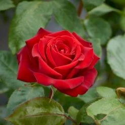 'Ingrid Bergman'® Rosa X 'Ingrid Bergman'® (Storblomstrende) A-Kvalitet,- Barrods Roser Min. 3 Grene 5 'Ingrid Bergman'® Rosa X 'Ingrid Bergman'® (Storblomstrende) A-Kvalitet,- Barrods Roser Min. 3 Grene -Plantetorvet p2046 51298 rosa x ingrid bergman storblomstrende 4a5a